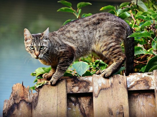 Ученые рассказали, как определить степень боли у кошек по мимике