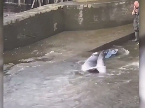 Детёныша кита удалось спасти из шлюза Темзы в Лондоне