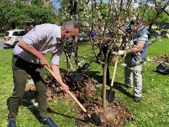 Евгений Попов: На Мичуринском проспекте высадили более 100 яблонь
