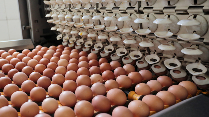 Россияне увидели заметный рост цен на яйца