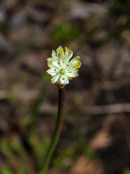 Ботаники нашли новое плотоядное растение