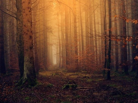 В Приморье контрабандисты вывезли из РФ в Китай лес на 441 млн рублей