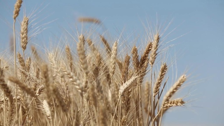 РЗС повысил прогноз сбора зерна в России на 2021 год
