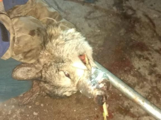 На детской площадке в Уфе поймали волка