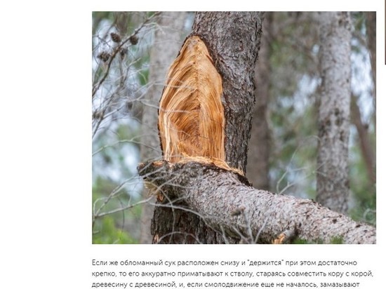 Рассказано, что делать, если тую на даче разломило снегом