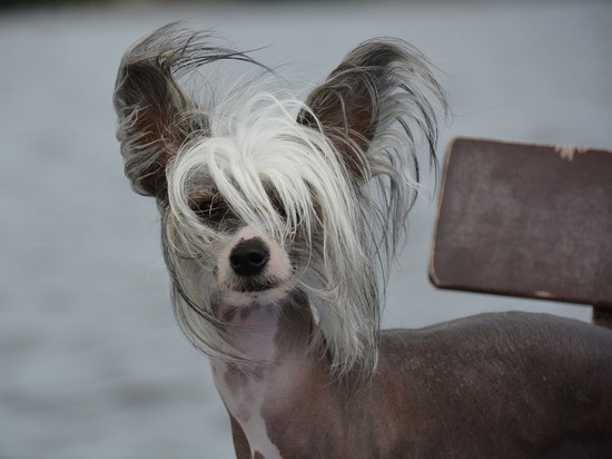 Кинолог Голубев назвал главные ошибки в воспитании щенков