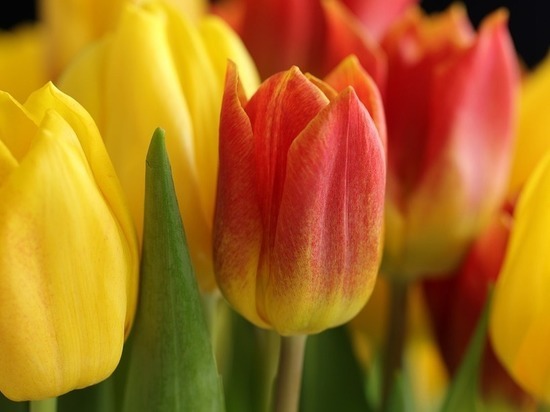 К 8 марта ожидается рост цен и проблемы с поставками цветов