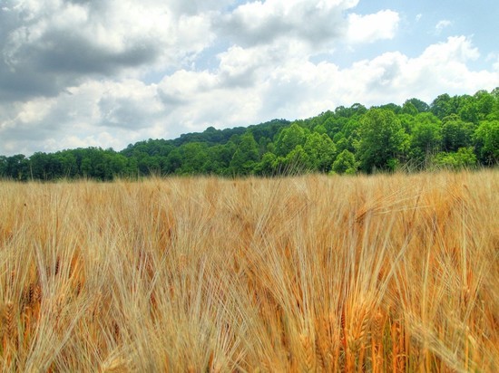 Анкара работает с Москвой над продлением зерновой сделки
