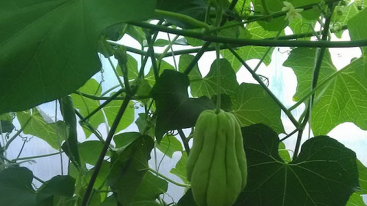 В России выросло количество производителей органической продукции