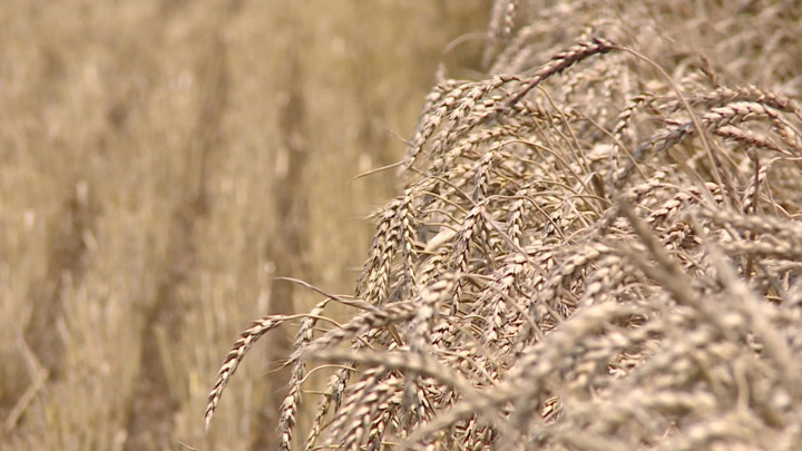 Россия и Египет обсудили АЭС, зерно и российскую промышленную зону