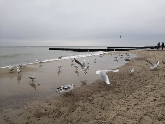 Из-за погибшей чайки ввели карантин в еще одном регионе