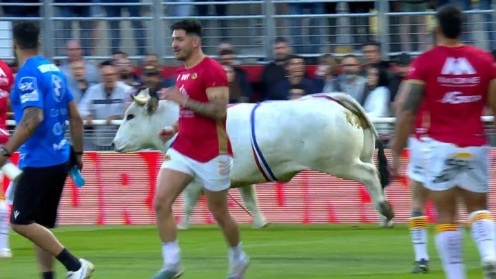 Во Франции бык атаковал регбистов перед матчем