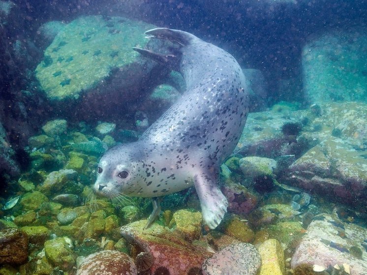 Ежегодная миграция пятнистой нерпы зафиксирована учёными в Дальневосточном морском заповеднике