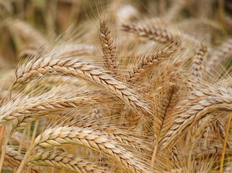 Дипломат Гатилов заявил о превращении зерновой сделки в коммерческий проект