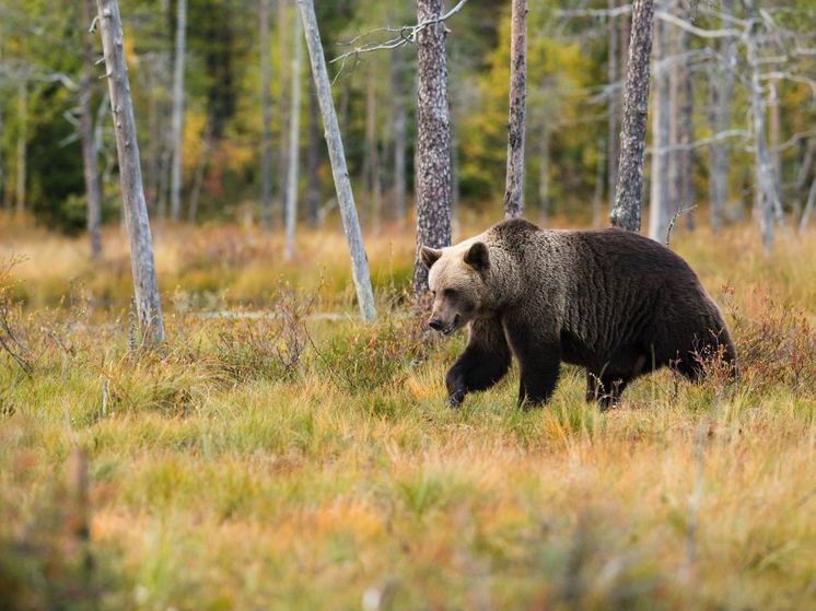 Раскрыта судьба разгуливавшего по российскому городу медведя