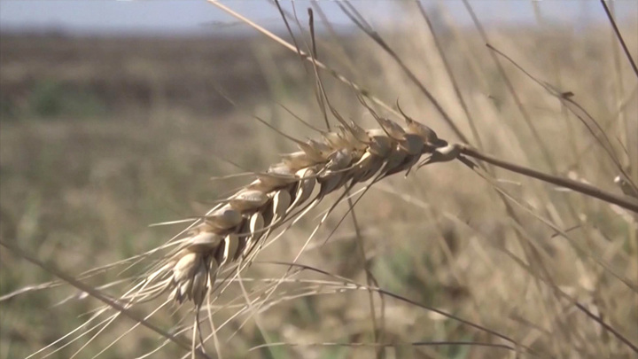 Россия снизит пошлины на экспорт пшеницы и кукурузы
