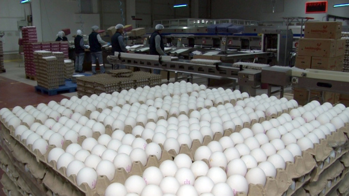 Россельхознадзор: в январе было ввезено 79 миллионов яиц