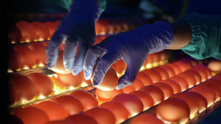 ФАС призвала продавцов сдерживать цены на куриные яйца перед Пасхой