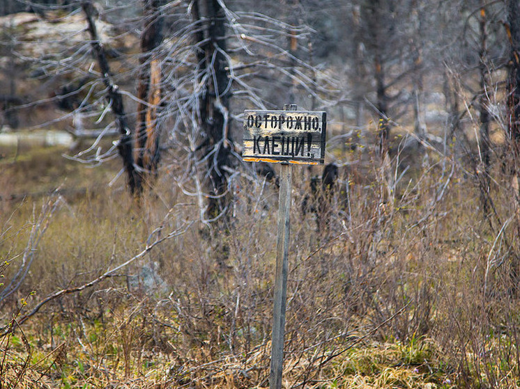 Названы региональные штаммы энцефалита, которые чаще приводят к тяжелым последствиям