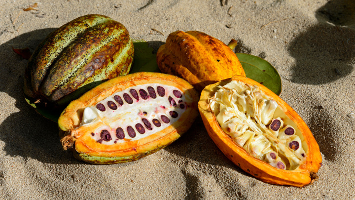 Стоимость какао-бобов в мире достигла нового пика