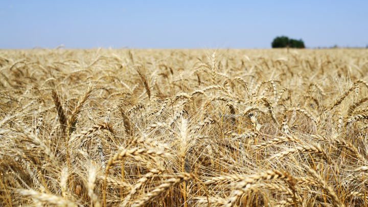 Минсельхоз ожидает рекордного экспорта пшеницы в этом году