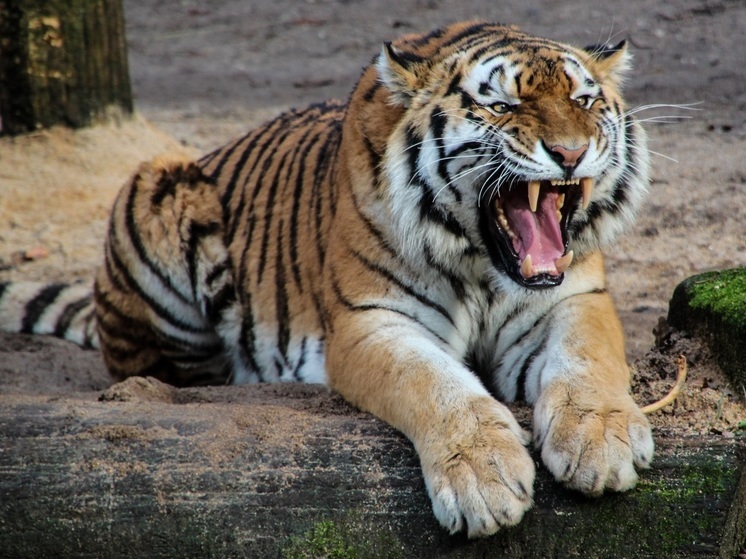 Орудующую в Хабаровском крае тигрицу-людоедку заподозрили в желании отомстить людям