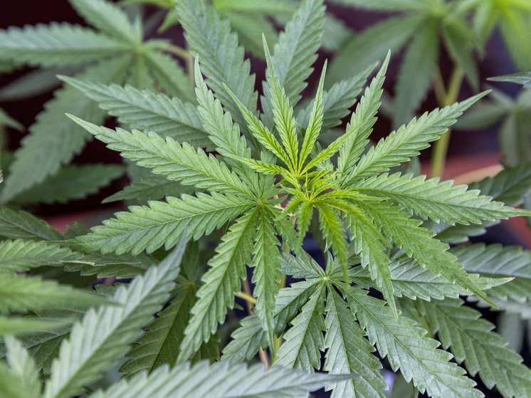 Кандидаты в немецкие канцлеры разошлись во взглядах на марихуану