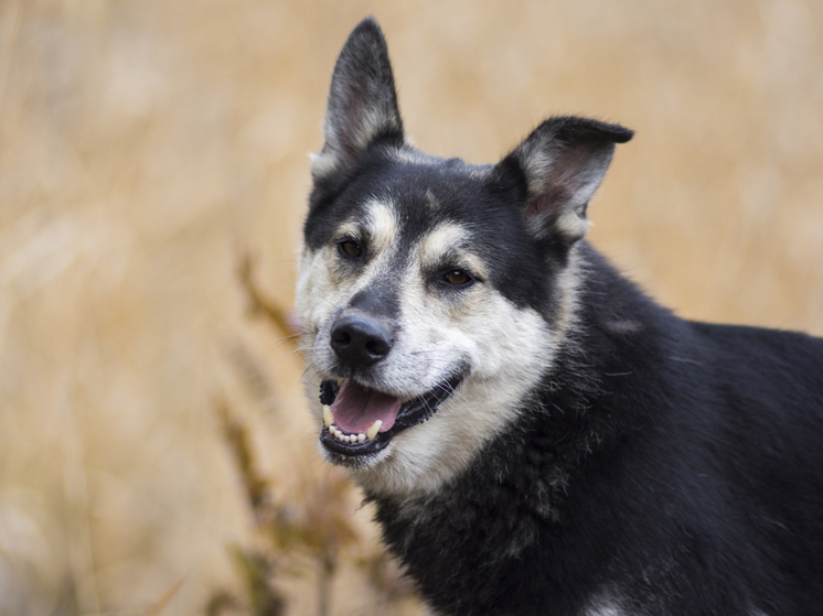 Обязательная с 1 марта регистрация собак вызвала горькую усмешку специалистов