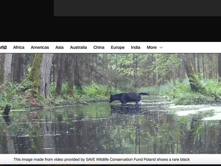 Редких черных волков случайно засняли в Польше
