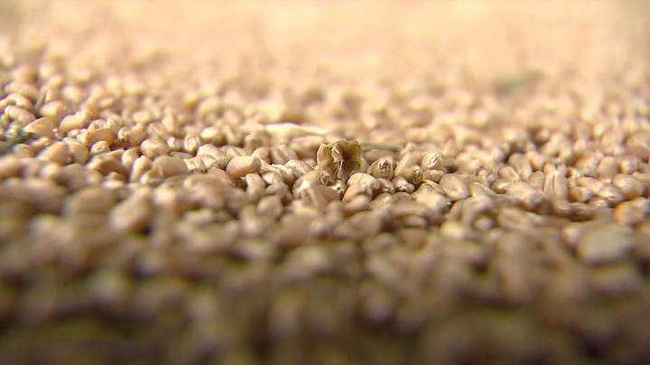 Песков: переговоры по возобновлению "зерновой сделки" не будут простыми - Новости на Вести.ru