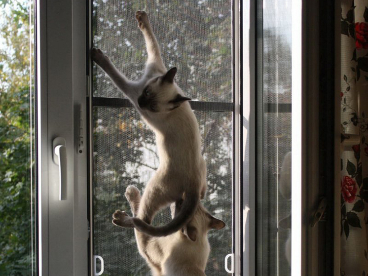 Мелкий вор: стало ясно, как россиян могут обмануть в общедомовых чатах