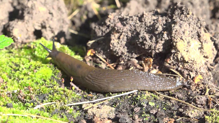 Биолог Глазков рассказал, как избавиться от слизней-вредителей на даче - Новости на Вести.ru