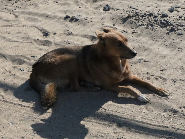 Собака принесла домой россиянину жуткую находку