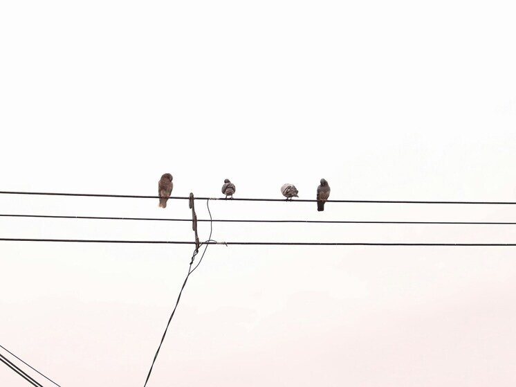 В США начали расследование таинственных взрывов птиц