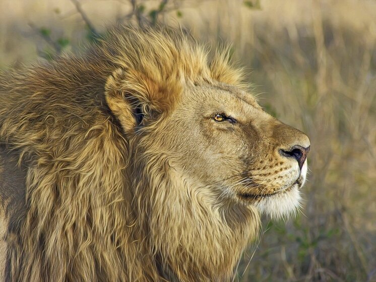 Хозяина крымского парка "Тайган" Олега Зубкова атаковали львы