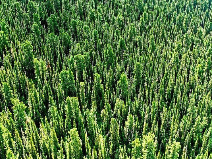 В Минприроды рассказали, как изменение климата влияет на Россию