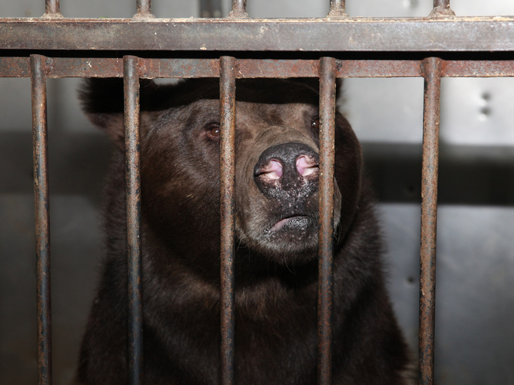 В Хабаровском крае могут усыпить медвежонка, выжившего после наезда фуры