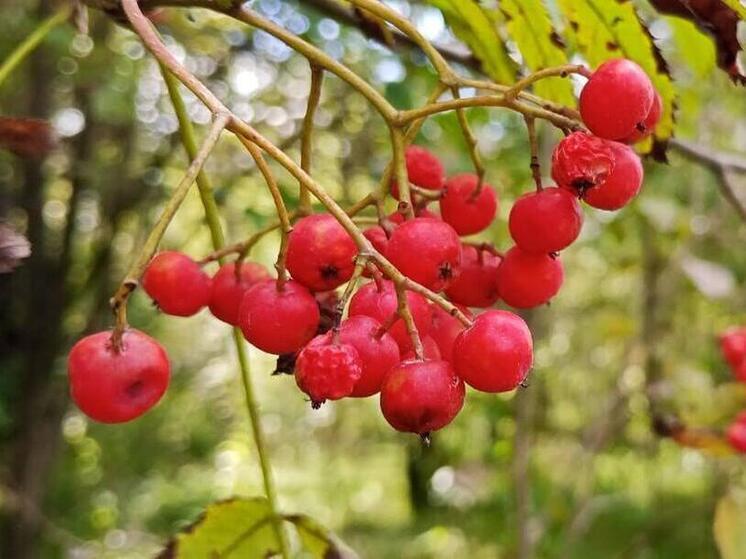 Что делать из рябины