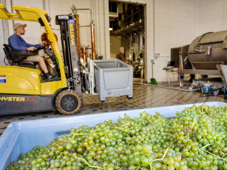 Пресс для винограда насмерть раздавил сына-винодела на глазах у отца