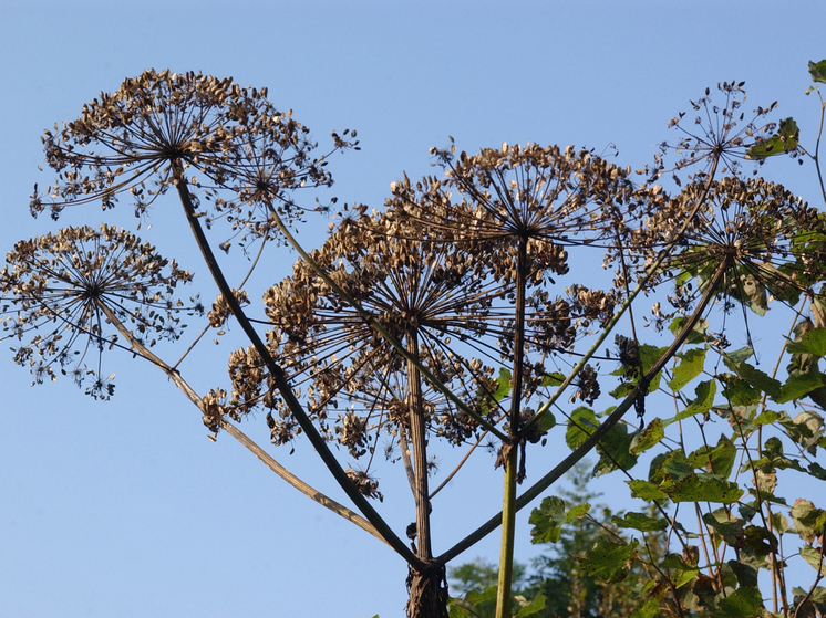 Россиян обяжут бороться с борщевиком на своих участках