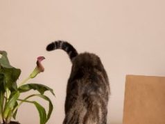 Корм для кошек и собак: как выбрать качественное питание